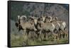 Bighorn sheep.-Richard Wright-Framed Stretched Canvas