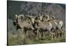 Bighorn sheep.-Richard Wright-Stretched Canvas