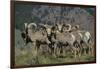 Bighorn sheep.-Richard Wright-Framed Photographic Print