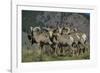 Bighorn sheep.-Richard Wright-Framed Photographic Print