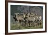 Bighorn sheep.-Richard Wright-Framed Photographic Print