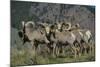 Bighorn sheep.-Richard Wright-Mounted Photographic Print