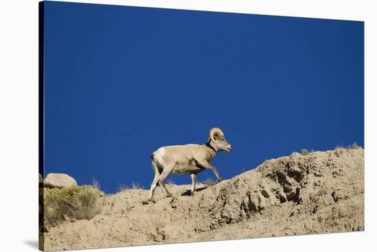 Bighorn Sheep-Joe McDonald-Stretched Canvas