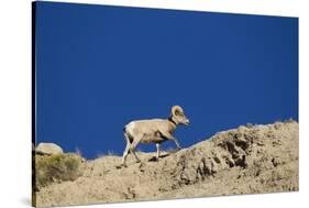 Bighorn Sheep-Joe McDonald-Stretched Canvas