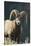 Bighorn Sheep-DLILLC-Stretched Canvas