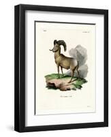 Bighorn Sheep-null-Framed Premium Giclee Print