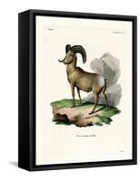 Bighorn Sheep-null-Framed Stretched Canvas