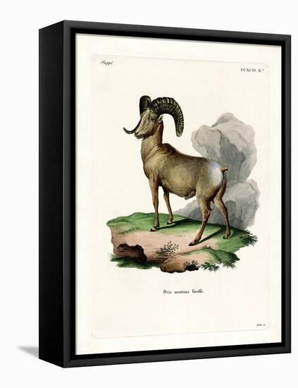 Bighorn Sheep-null-Framed Stretched Canvas