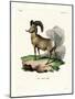 Bighorn Sheep-null-Mounted Giclee Print