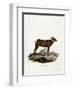 Bighorn Sheep-null-Framed Premium Giclee Print