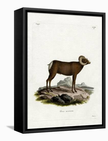 Bighorn Sheep-null-Framed Stretched Canvas