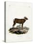 Bighorn Sheep-null-Stretched Canvas