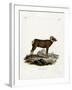 Bighorn Sheep-null-Framed Giclee Print