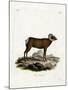 Bighorn Sheep-null-Mounted Giclee Print
