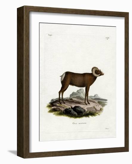 Bighorn Sheep-null-Framed Giclee Print