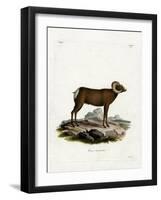 Bighorn Sheep-null-Framed Giclee Print