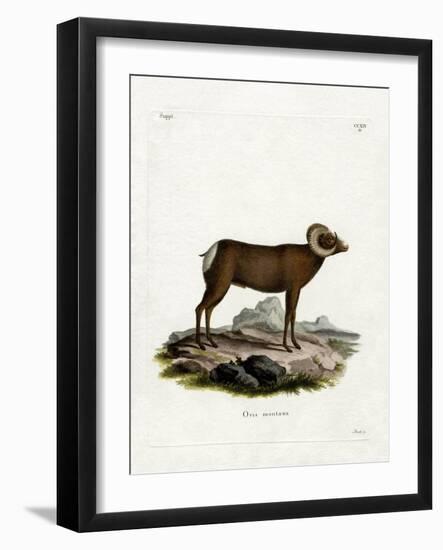 Bighorn Sheep-null-Framed Giclee Print