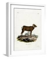 Bighorn Sheep-null-Framed Giclee Print