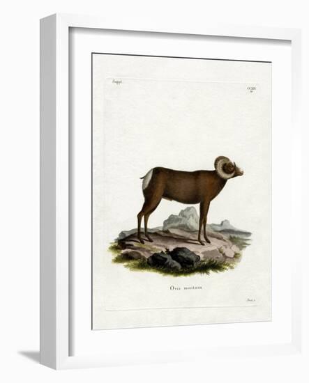 Bighorn Sheep-null-Framed Giclee Print