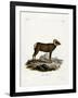 Bighorn Sheep-null-Framed Giclee Print