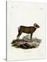 Bighorn Sheep-null-Stretched Canvas