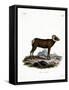 Bighorn Sheep-null-Framed Stretched Canvas