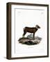 Bighorn Sheep-null-Framed Giclee Print