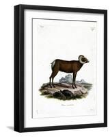 Bighorn Sheep-null-Framed Giclee Print