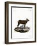 Bighorn Sheep-null-Framed Premium Giclee Print