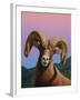 Bighorn-James W. Johnson-Framed Giclee Print