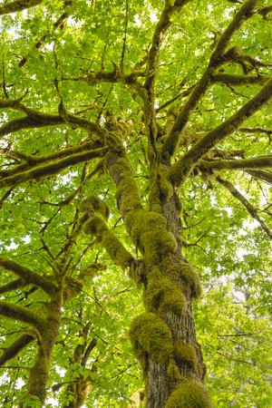 Bigleaf Maple (U.S. National Park Service)