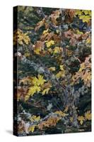 Bigleaf Maple (Oregon Maple) (Acer Macrophyllum) in the Fall-James-Stretched Canvas