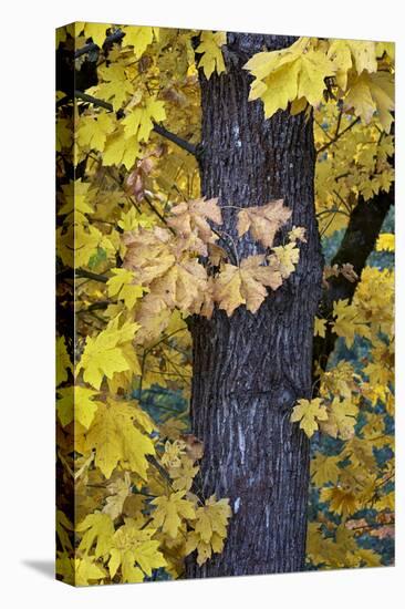 Bigleaf Maple (Oregon Maple) (Acer Macrophyllum) in the Fall-James-Stretched Canvas