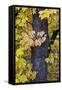 Bigleaf Maple (Oregon Maple) (Acer Macrophyllum) in the Fall-James-Framed Stretched Canvas