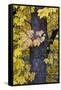 Bigleaf Maple (Oregon Maple) (Acer Macrophyllum) in the Fall-James-Framed Stretched Canvas