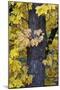 Bigleaf Maple (Oregon Maple) (Acer Macrophyllum) in the Fall-James-Mounted Photographic Print