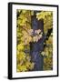 Bigleaf Maple (Oregon Maple) (Acer Macrophyllum) in the Fall-James-Framed Photographic Print