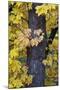 Bigleaf Maple (Oregon Maple) (Acer Macrophyllum) in the Fall-James-Mounted Photographic Print