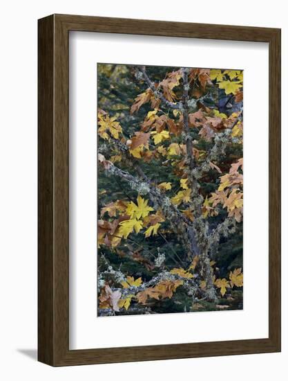 Bigleaf Maple (Oregon Maple) (Acer Macrophyllum) in the Fall-James-Framed Photographic Print