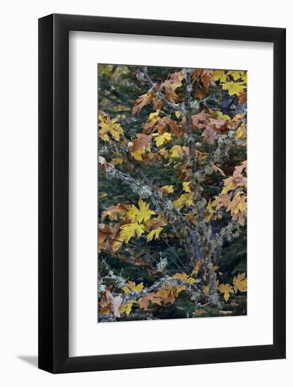 Bigleaf Maple (Oregon Maple) (Acer Macrophyllum) in the Fall-James-Framed Photographic Print