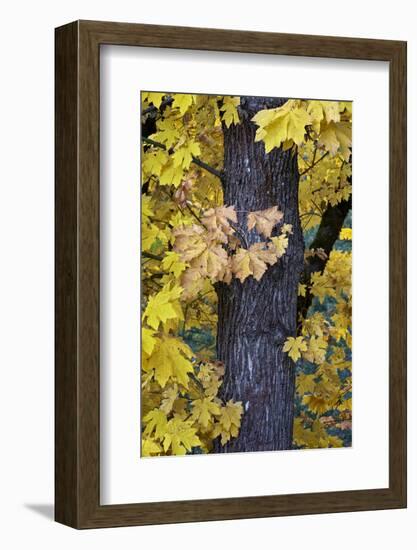 Bigleaf Maple (Oregon Maple) (Acer Macrophyllum) in the Fall-James-Framed Photographic Print