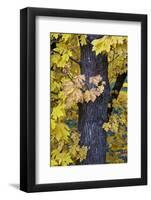 Bigleaf Maple (Oregon Maple) (Acer Macrophyllum) in the Fall-James-Framed Photographic Print