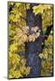 Bigleaf Maple (Oregon Maple) (Acer Macrophyllum) in the Fall-James-Mounted Photographic Print