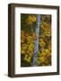 Bigleaf Maple (Oregon Maple) (Acer Macrophyllum) in the Fall-James-Framed Photographic Print