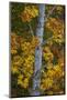 Bigleaf Maple (Oregon Maple) (Acer Macrophyllum) in the Fall-James-Mounted Photographic Print