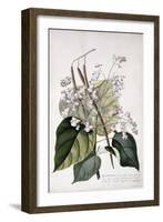 Bignonia by Georg Dionysius Ehret-Georg Dionysius Ehret-Framed Giclee Print