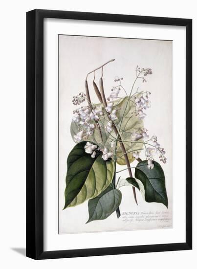 Bignonia by Georg Dionysius Ehret-Georg Dionysius Ehret-Framed Giclee Print