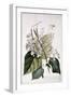 Bignonia by Georg Dionysius Ehret-Georg Dionysius Ehret-Framed Giclee Print