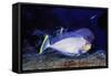 Bignose Unicornfish-Hal Beral-Framed Stretched Canvas