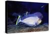 Bignose Unicornfish-Hal Beral-Stretched Canvas